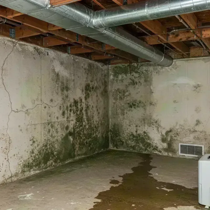 Professional Mold Removal in Lebanon, KY